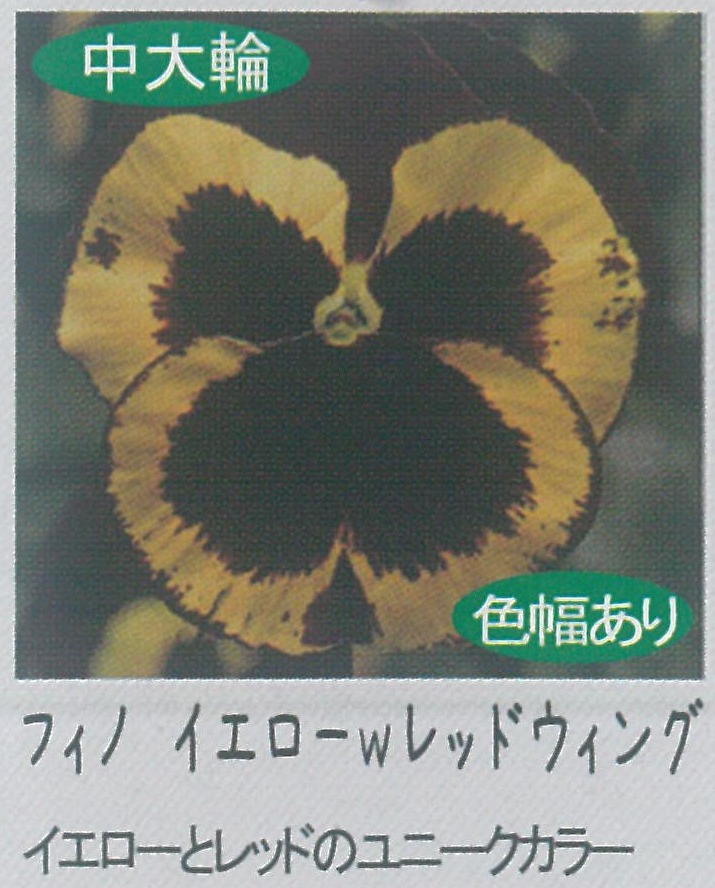 【先行予約商品】【産直】【送料1/2】パンジー　フィノイエローウィズレッドウィング　3.5号24入
